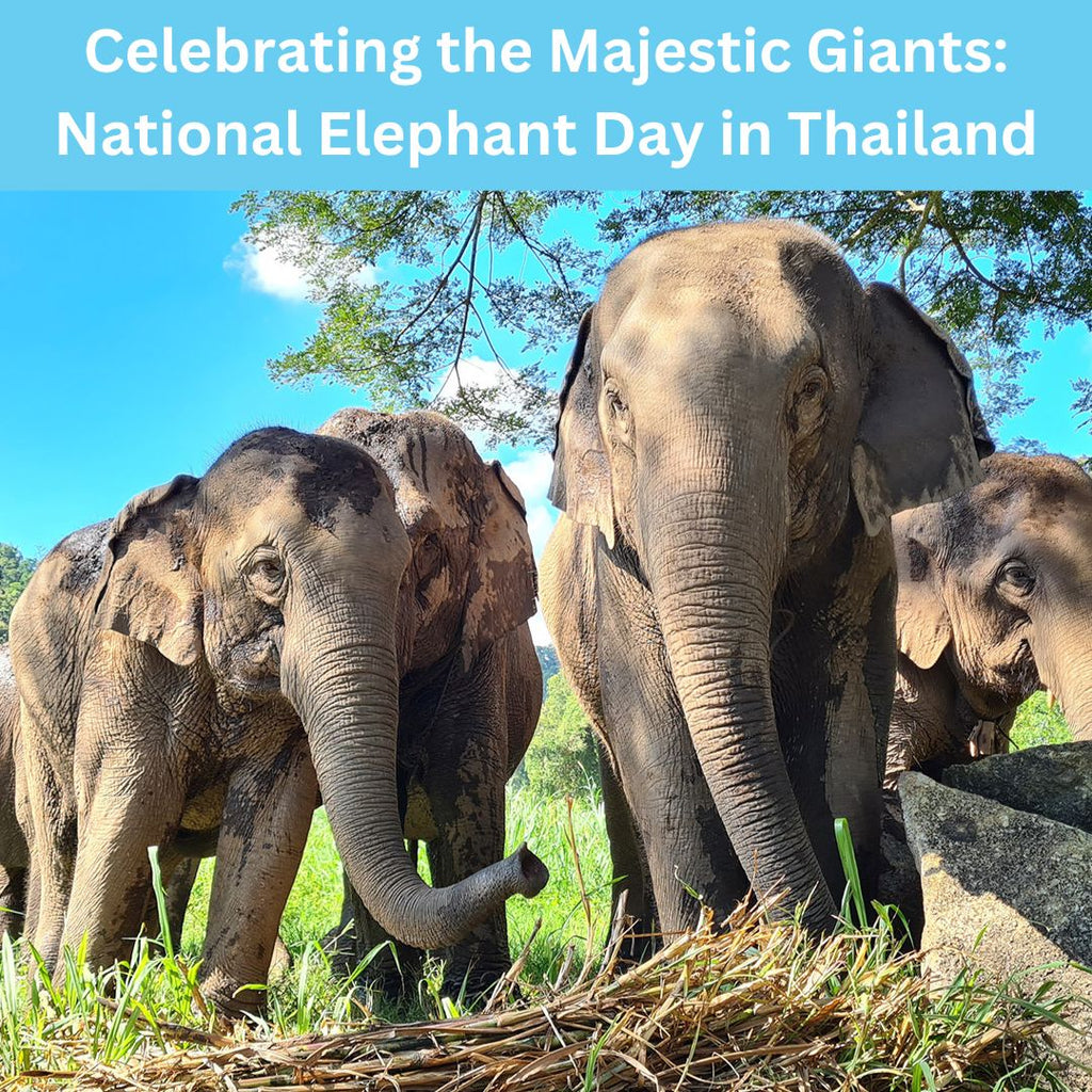 Celebrating the Majestic Giants: National Elephant Day in Thailand