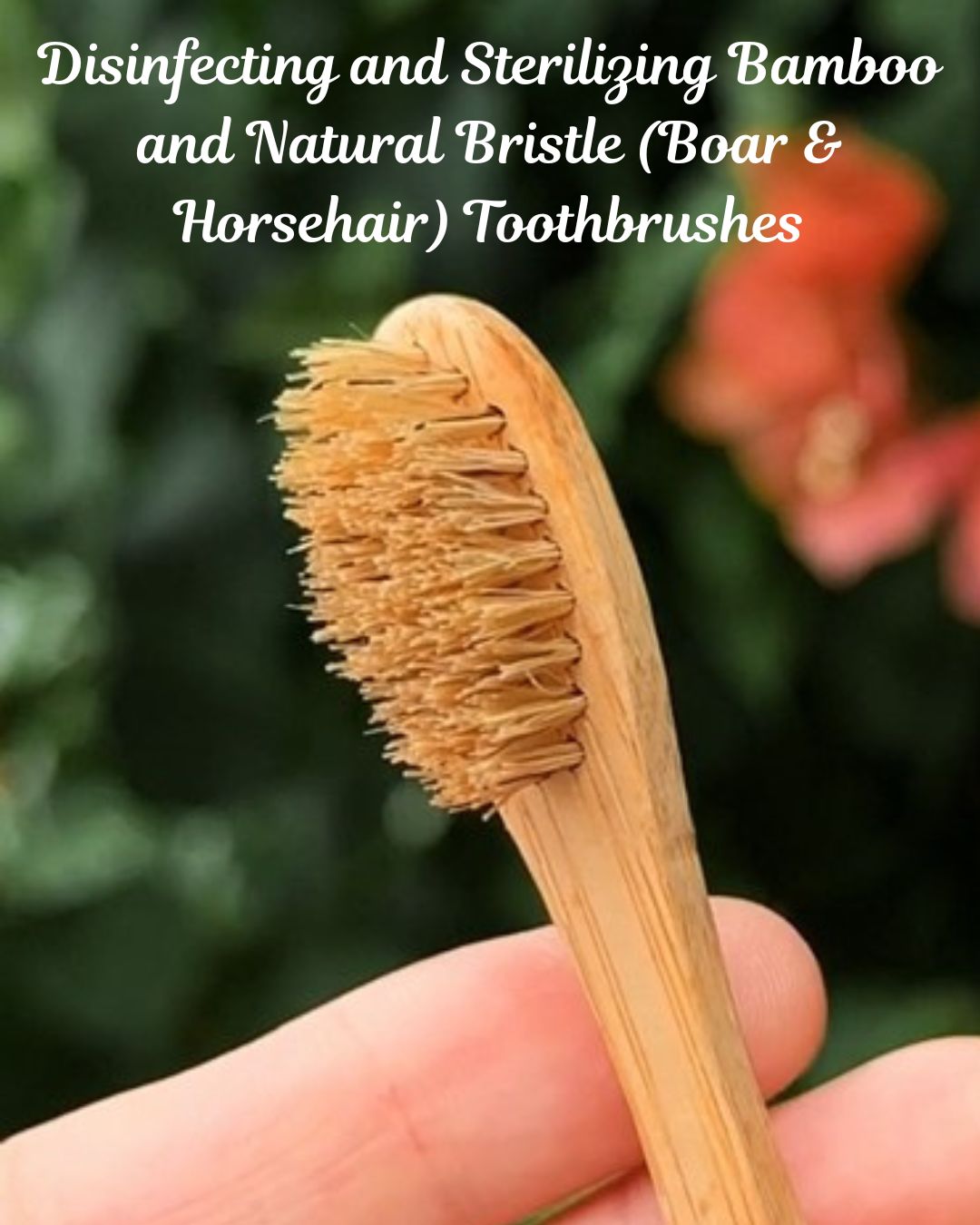 bamboo and boar bristle toothbrush sterilizing